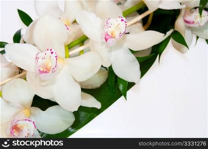 Detail Orchid Blooms On White Background