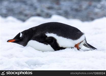 Detail penguin lies sideways in cold snow and closes his eyes to rest in Antarctica