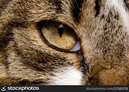 detail photo of a pet cat's eye.