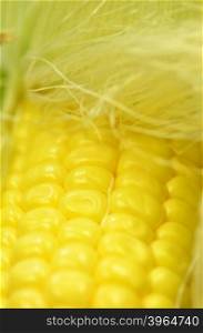 Detail shot of fresh corn on cob closeup