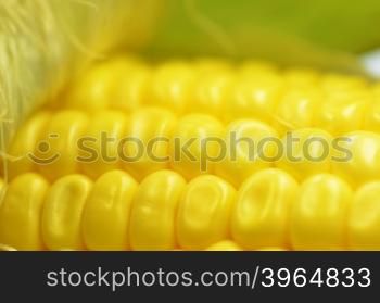 Detail shot of fresh corn on cob closeup