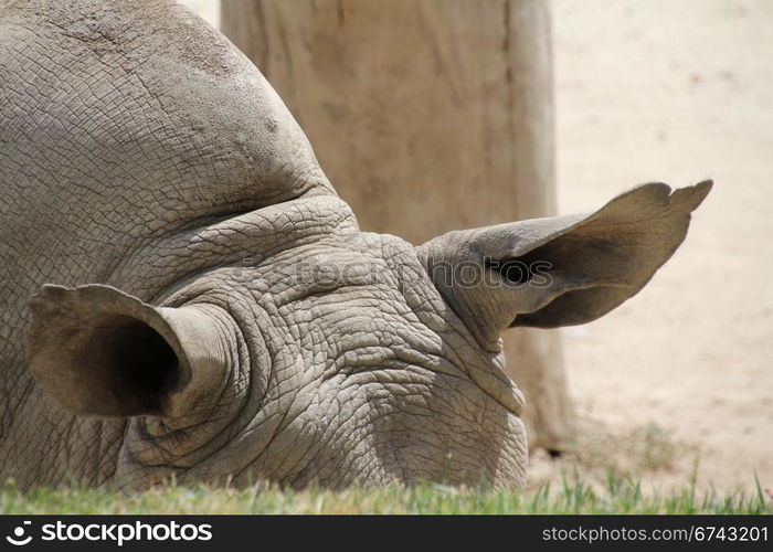 detail the ears of a rhino