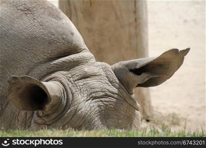 detail the ears of a rhino