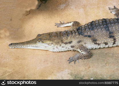 Detail view of a crocodile on the water tepid gestures . Detailansicht eines am Wasser lauernden Krokodiles
