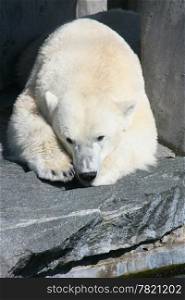 Detail view of a large polar bear
