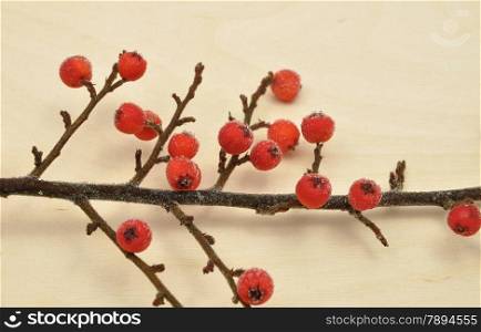 Detailed but simple image of iced Cotoneaster