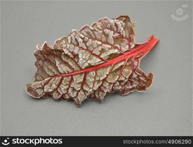 Detailed but simple image of iced Red chard
