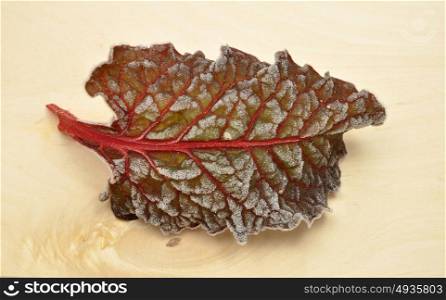 Detailed but simple image of iced Red chard