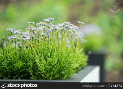 Detailed close up of beautiful green and blue flowers. Floral nature concept.. Close up of green and blue flowers