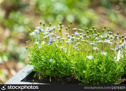 Detailed close up of beautiful green and blue flowers. Floral nature concept.. Close up of green and blue flowers