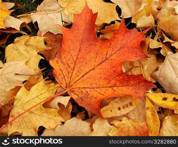 Detailed close-up of maple leaf in autumn.