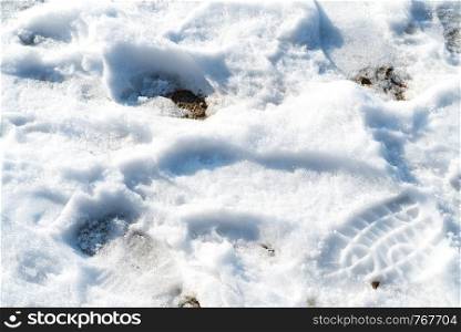 Detailed close up of melting snow with human shoes footprints. Winter details concept.. Melting snow with human shoes footprints
