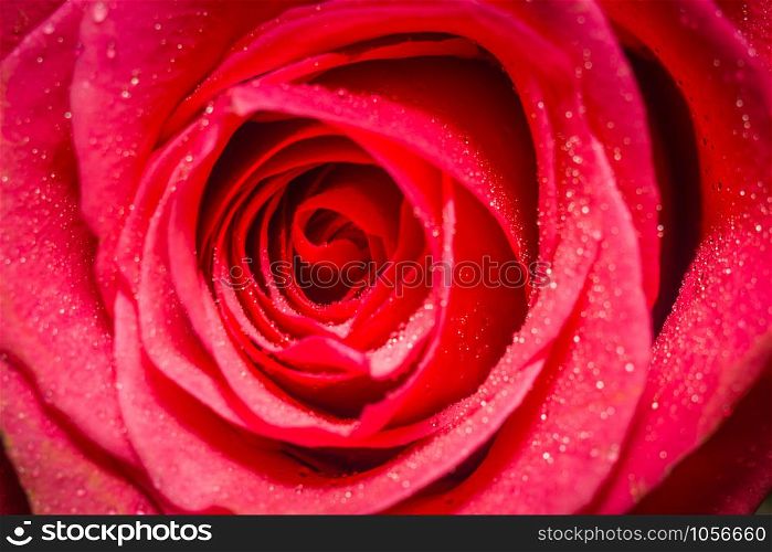 Detailed close up photo of pink rose as floral background.