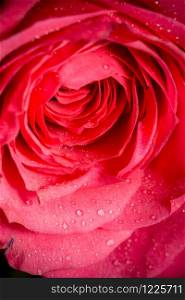 Detailed close up photo of pink rose as floral background.