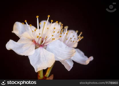 Detailed close view of a couple of spring flowers at black background