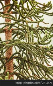 Detailed closeup of conifer green tree on white bright background. Beauty of nature details concept.. Detailed closeup of conifer green tree