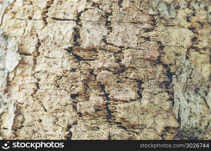 Detailed description of tree bark, vintage filter image
