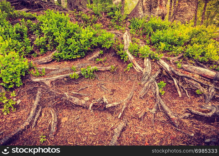 Detailed nature. Roots of trees with green plants in forest. Roots of trees with green plants in forest