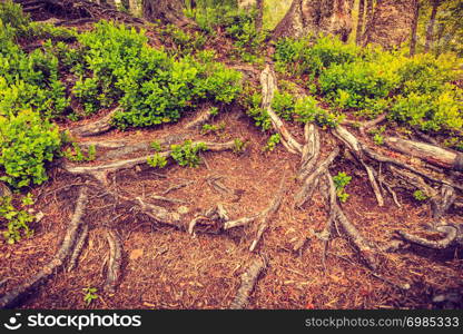 Detailed nature. Roots of trees with green plants in forest. Roots of trees with green plants in forest