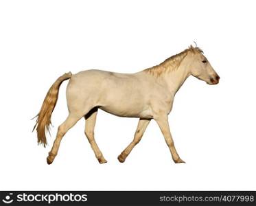 Detailed Portrait Isolated Picture of Large Horse Galloping