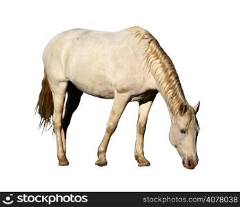 Detailed Portrait Isolated Picture of Large Horse Grazing