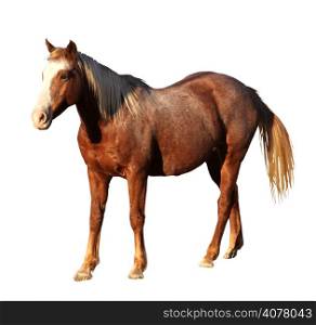 Detailed Portrait Isolated Picture of Large Horse Standing