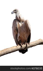 Detailed Portrait Isolated Picture of Large Vulture on Branch
