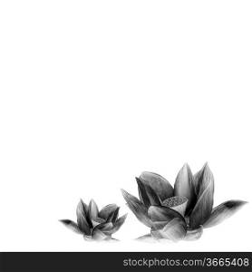 Detailed sacred lotus flower in black and white isolated on white background with copy space