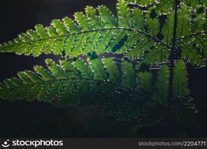 Detailed shot of a beautiful fern leaf illuminated by sunbeams. Bright spring sunbeams shine through the green leaves of ferns in the depths of a picturesque pine forest. Beautiful young Green fern leaves, natural