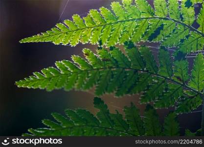 Detailed shot of a beautiful fern leaf illuminated by sunbeams. Bright spring sunbeams shine through the green leaves of ferns in the depths of a picturesque pine forest. Beautiful young Green fern leaves, natural