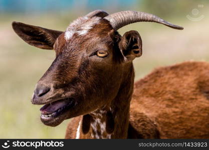 Details of a brown goat on the meadow. Brown goat