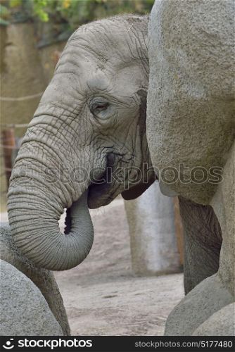 Details of baby elephant at zoo