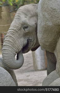 Details of baby elephant at zoo