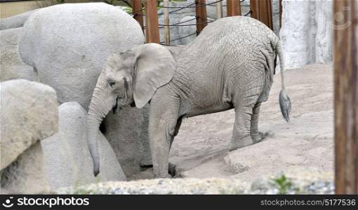Details of baby elephant at zoo