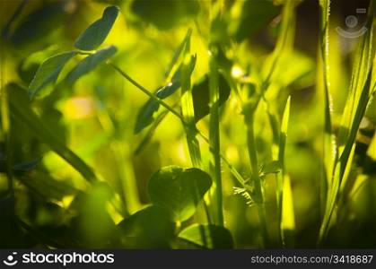 Details of bright green leaves with shallow depth of field, backlit by sun