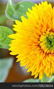 Details of decorative sunflower in garden