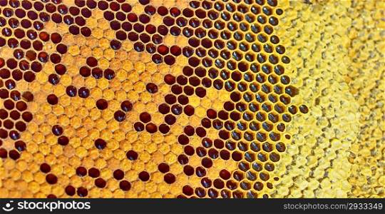 details of fresh honey in comb
