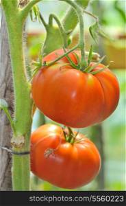 Details of Ripe garden tomatoes