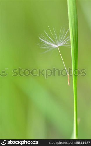 details of single part dandelion flower