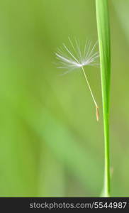 details of single part dandelion flower