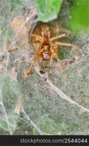 Details of Spider in its web nest