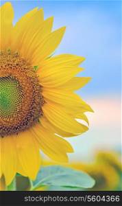 details of sunflower on summer field
