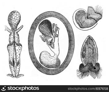 Development of Molluscs, vintage engraved illustration. From Zoology Elements from Paul Gervais