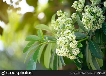 Devil tree or blackboard Tree ( Alstonia scholaris ) with flowers have a pungent smell