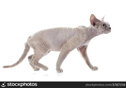 devon rex cat in front of white background