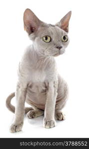 devon rex cat in front of white background