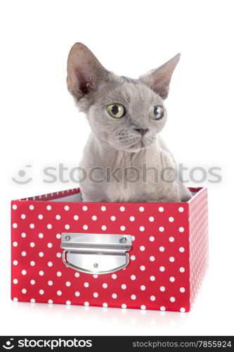 devon rex cat in front of white background