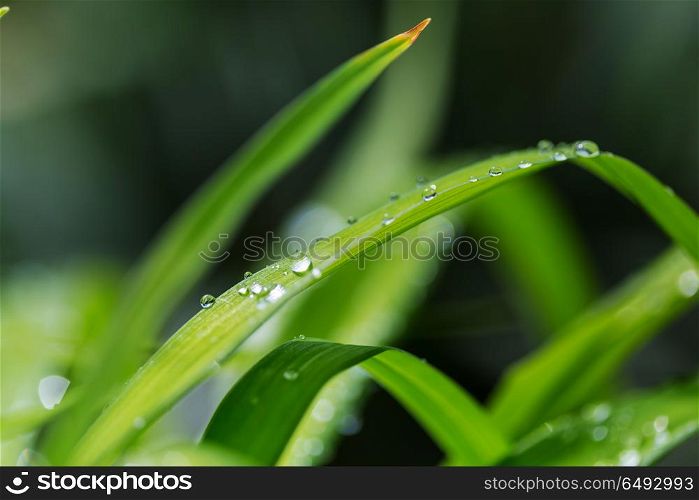 Dew drop. Green grass with dew drops closeup. Natural summer background.