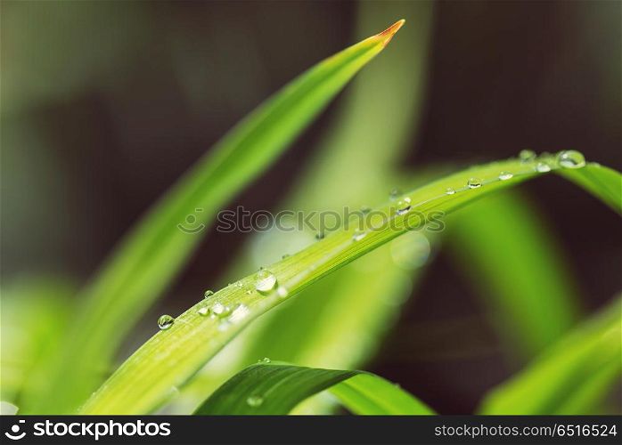 Dew drop. Green grass with dew drops closeup. Natural summer background.