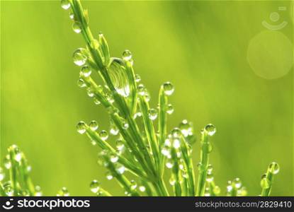 Dew drop on a blade of grass